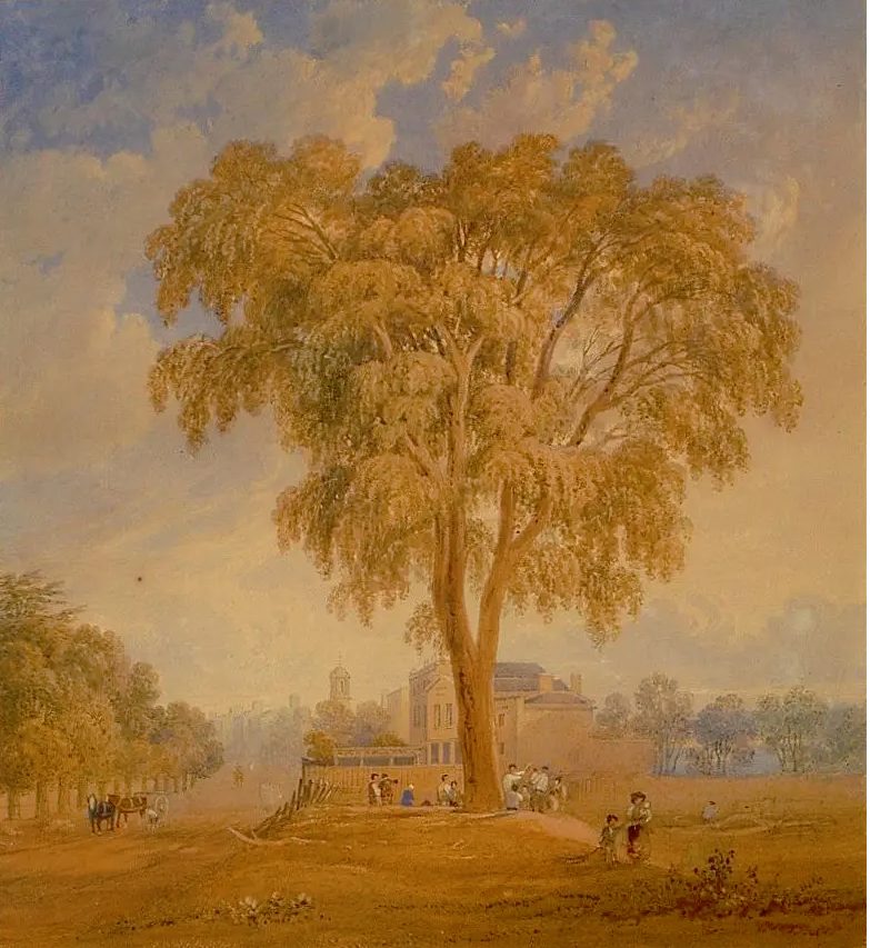 Tree at the top of Denmark Hill by George Shepherd